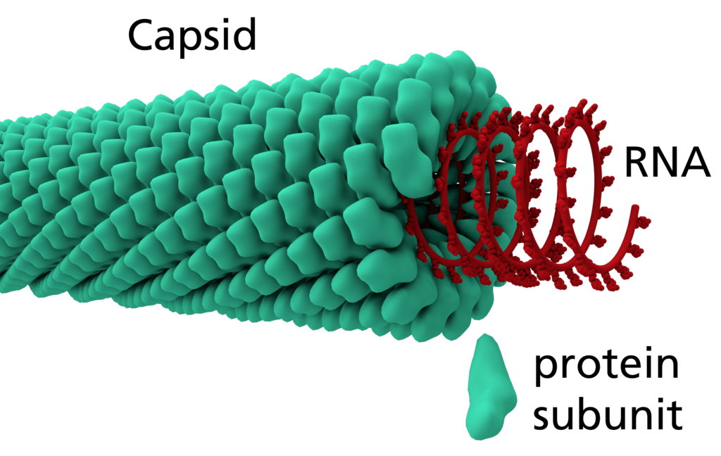 Helical_capsid_with_RNA