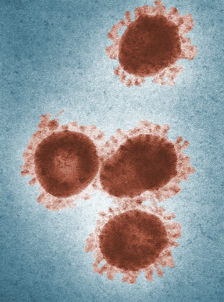 coronavirus al microscopio